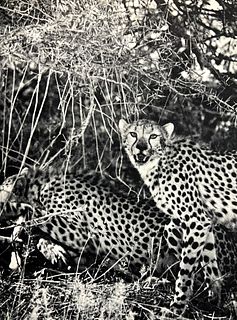 Peter Hill Beard, Cheetahs Devour Their Impala Kill, 1960s