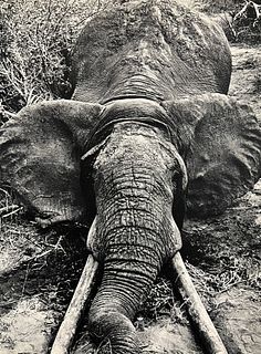 Peter Hill Beard, Death Of A Large Bull Elephant, 1960s
