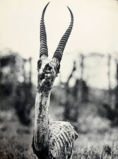 Peter Hill Beard, Death's Head Of A Grant's Gazelle, 1960s