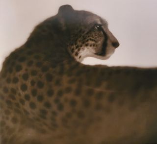 Nick Brandt, Cheetah in Profile, Maasai Mara, 2003