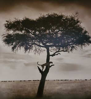Nick Brandt, Cheetah in Tree, Masai Mara, 2003