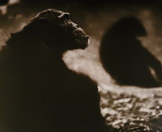 Nick Brandt, Chimpanzee Monks, Mahale, 2003