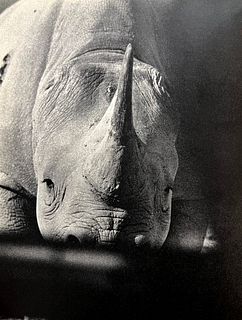 Peter Hill Beard, Elephant, 1960s