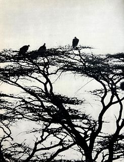 Peter Hill Beard, Acacia Thorn Tree, Vultures Waiting, 1960s