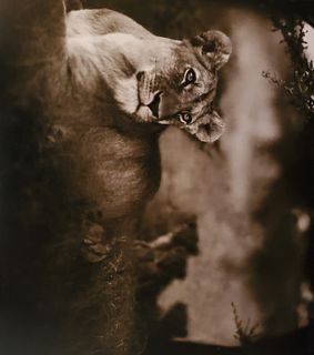 Nick Brandt, Lioness with Cubs under Tree, Serengeti, 2004