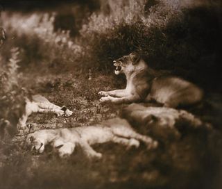 Nick Brandt, Lioness with Sleeping Cubs, Serengeti, 2000