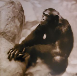 Nick Brandt, Meditating Chimpanzee, Mahale, 2003