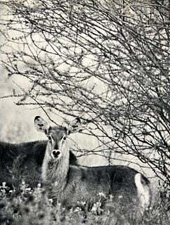 Peter Hill Beard, Waterbuck, 1960s
