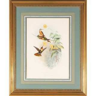 J. Gould & H.C. Richter Ornithological Lithograph