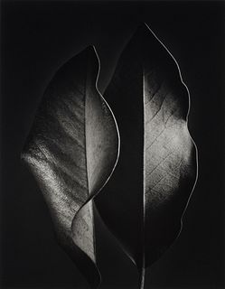 Ruth Bernhard (Ger./Am. 1905-2006), "Two Leaves" 1952, Gelatin silver print, framed under glass