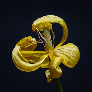 GREG HEINS, Yellow Tulip
