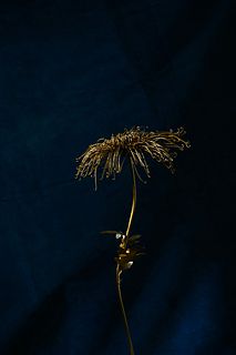 ALISON LAYTON '06, Chrysanthemum morifolium "iv"