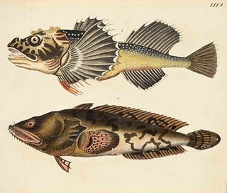 Ichthyology - set of five plates with depictions of various fish from an illustrated book of the 18th century, carefully col. etchings, each numbered 