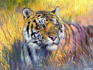 Joel Kirk ( British, born 1948 )  Study of a Tiger, watercolour, signed. 48x63 cm