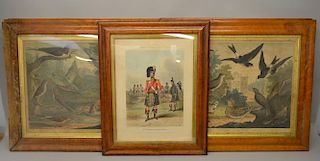 Set of four 19th century prints of birds 38cm x 46cm and a 19th century military print 38cm x 26cm