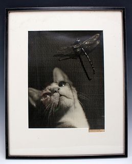 PHOTOGRAPH OF CAT MESMERIZED BY DRAGONFLY BY QUIGLEY
