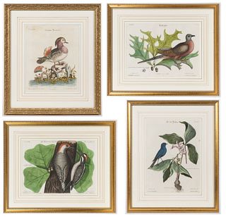 AFTER MARK CATESBY (BRITISH, 1682-1749) ORNITHOLOGICAL PRINTS, LOT OF FOUR