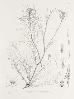 Gray, Asa
Plantae Wrightianae Texano - Neo-Mexicanae. 2 Tle. in 1 Bd. Mit 14 lith. Tafeln. (Washington), Smithsonian Institiu