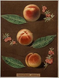 George Brookshaw aquatint stipple engraving Peaches