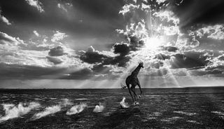 David Yarrow, Heaven Can Wait, 2014 Signed & numbered AP