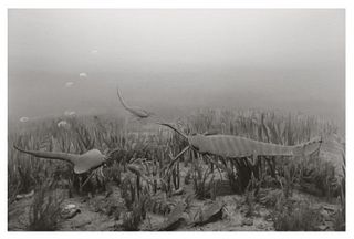 Hiroshi Sugimoto, Silurian Period, 1992, Limited Edition Of 360