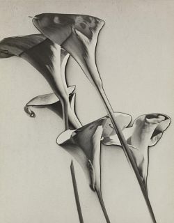 Man Ray, Arums Lilies, 1930 First Edition