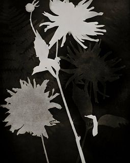 MAN RAY, Rayograph Flowers Photogram, 1925 First Edition