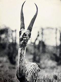 Peter Hill Beard, Death's Head Of A Grant's Gazelle, 1960s