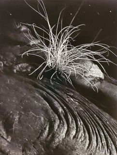 Brett Weston, Grass and Lava, 1984