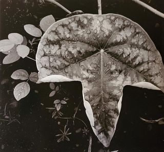 Brett Weston, Leaf 1979