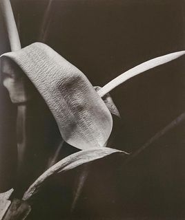 Brett Weston, Plant, Botanical Garden, Hilo 1990