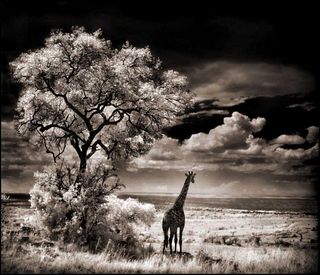Nick Brandt, Giraffe Looking over Plains, Serengeti, 2002