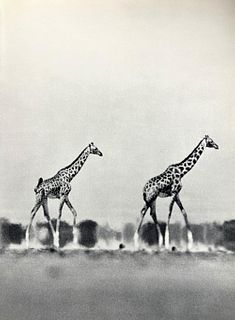 Peter Hill Beard, Giraffes, 1960s