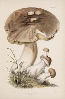 Badham, Charles David
Mykologie. - A treatise on the esculent funguses of England, containing an account of their classical h