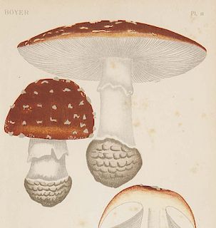 Boyer, Léon
Mykologie. - Atlas des champignons de la Franche-Comté et des départements du sud-Est de la France. Mit 50 Chr