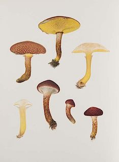 Farlow, William Gilson u. Edward Angus Burt
Mykologie. - Icones Farlowianae. Illustrations of the larger fungi of Eastern Nor
