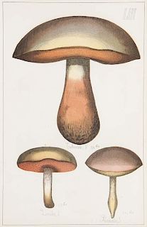 Sicard, Guilleaume
Mykologie. - Histoire naturelle des champignons comestibles et vénéneux. Préface par Ad. Chatin. Mit 75