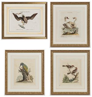 ASSORTED GEORGE EDWARDS AND JOHANN MICHAEL SELIGMANN ORNITHOLOGICAL PRINTS, LOT OF FOUR