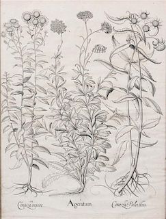 Two Botanical Lithographs, Besler, 20 3/4 x 15 1/2 inches.