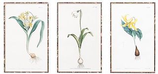 A Group of Four Handcolored Botanical Engravings, Largest: 8 x 5 inches.