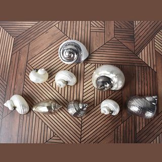 Nine Vintage Assorted Shells