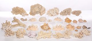 Coral and Shell Collection