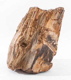 Mineral specimen of petrified wood. 11.5" H x 9" W x 6" D.