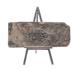 A Fossilized Reptile Plaque, Length 10 inches.