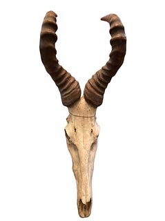 Mid Century Hartebeest Cattle Skull w/ Horns 