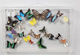 Vintage Framed Collection of Exotic Butterfly Species