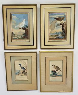 Four Antique French Hand Colored Engravings of Bird Species, 18th Century