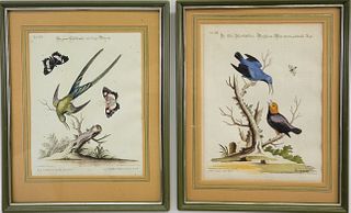 Antique Hand Colored Bird Engravings, Johan Seligman after George Edwards, 18th Century