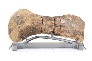 Cretaceous Period Hadrosaur Bone From Eastern MT