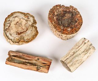 Petrified Wood Specimen Group